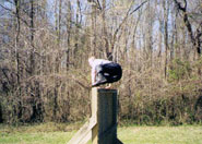 Bryant Halstead
